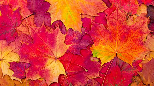 BBC Radio 4 - Four Seasons, Autumn Poems