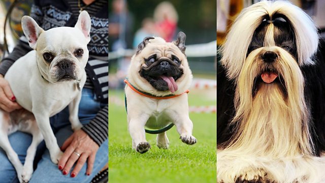 BBC Radio 5 Live - 5 Live In Short, Vets warn 'squashed-faced' dogs are ...