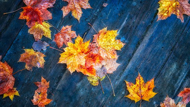 BBC Radio 4 - Four Seasons - Poetry for the Autumn equinox