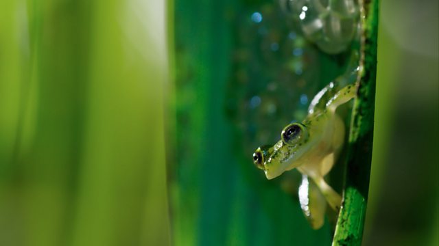 BBC One - Planet Earth II, Jungles, Glass frog defends his eggs from wasps