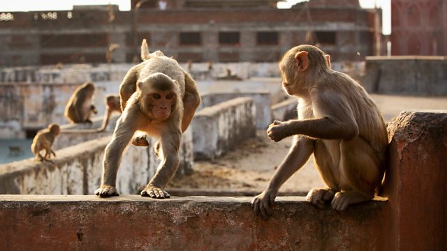 Bbc One Planet Earth Ii Cities