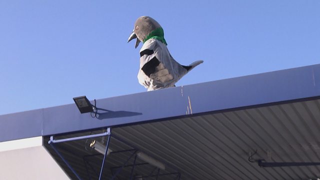 Coo, That's a Big Pigeon!