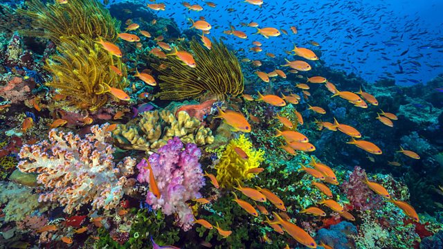 BBC One - Blue Planet II - Filming fish that change sex