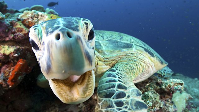 Coral Reefs