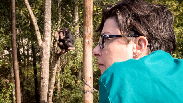 Sue Perkins and the Chimp Sanctuary