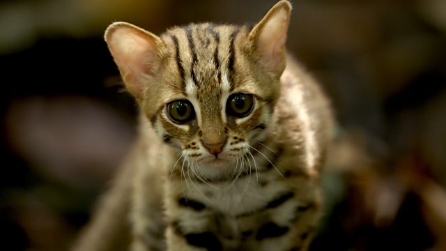 BBC One - Big Cats, Series 1, Episode 1, The world's smallest cat