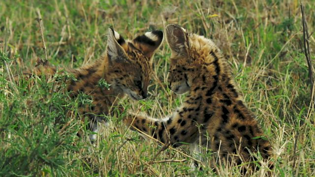 BBC One - Big Cats, Series 1, Episode 1, The world's smallest cat