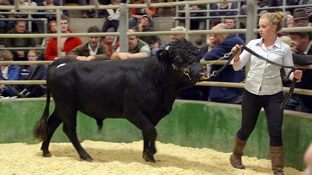 Dexter Cattle Auction