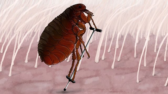 BBC Radio 4 Natural Histories Fleas