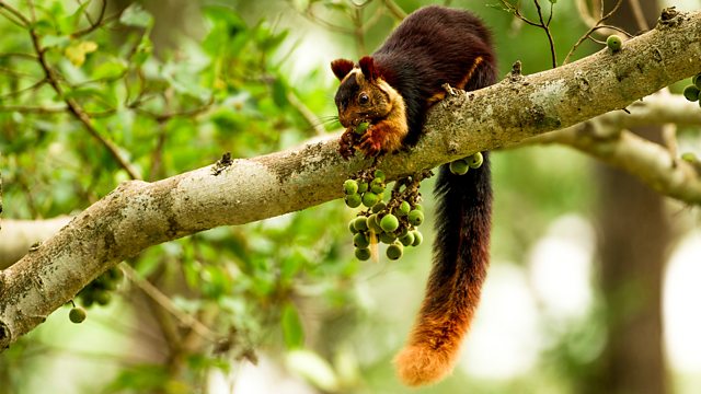 Zeal beundre tusind BBC Two - Natural World, 2018-2019, The Super Squirrels