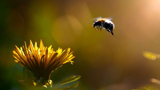 Bbc World Service Crowdscience Do Plants Talk About Sex