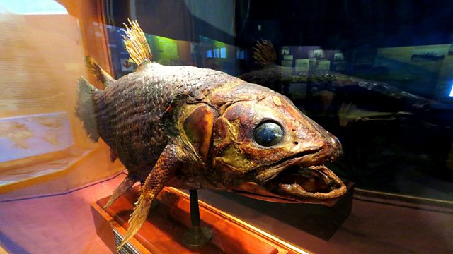 Bbc Radio 4 The Genius Of Accidents Series 1 The Coelacanth - 