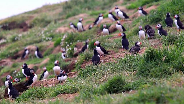 c c Learning English c Lingohack 英语大破解 Helping The Puffin Make A Comeback 英海岛研究助濒危物种海鹦鹉数量增加