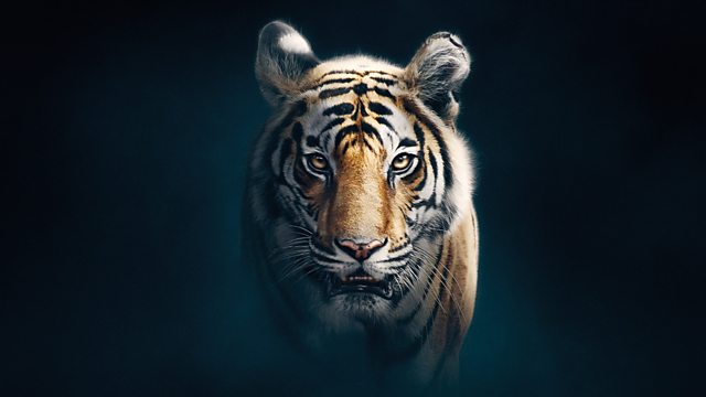 BBC One - Dynasties, Series 1, Tiger, Tiger cubs play at the den