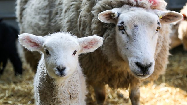c Four Secret Life Of Farm Animals Series 1 Sheep