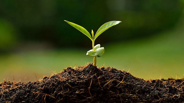 BBC World Service - CrowdScience, Is Soil The Secret to Slowing Climate  Change?