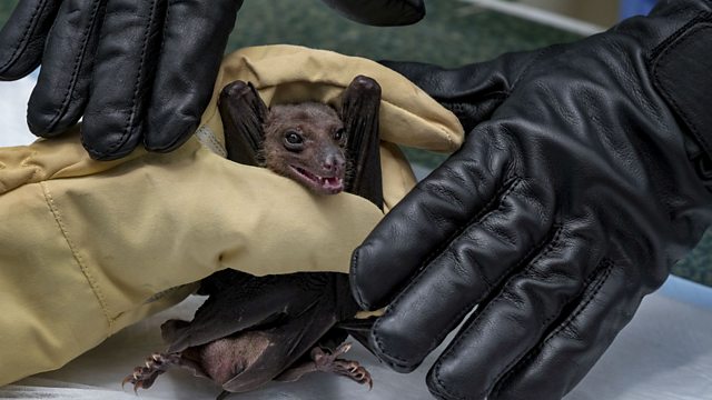BBC World Service - Newsday, Tracking bats to understand ...