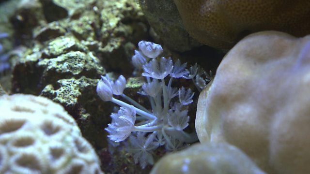 blue planet sea of life coral seas