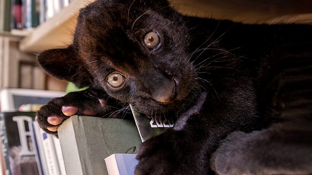 BBC Two - Big Cats about the House, Series 1