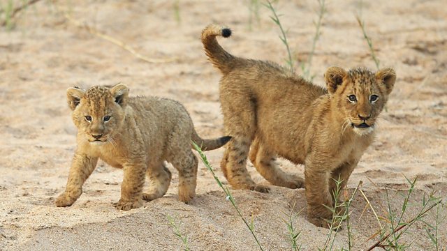 BBC Radio 4 - Best of Today, The lions that are bred to be killed