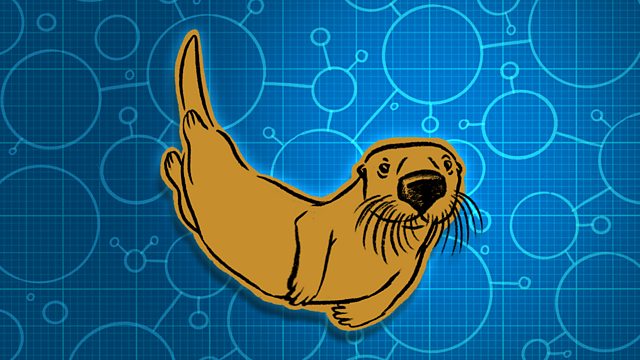 BBC World Service - 30 Animals That Made Us Smarter, Sea otter and wetsuit