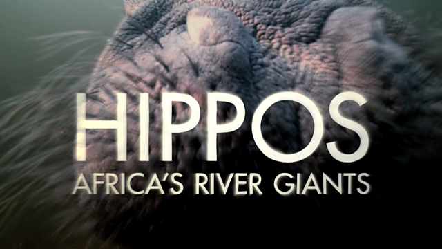 BBC Two - Natural World, 2019-2020, Hippos: Africa's River Giants
