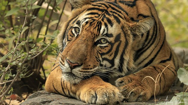 BBC World Service - Newsday, The endangered tiger which could be put down