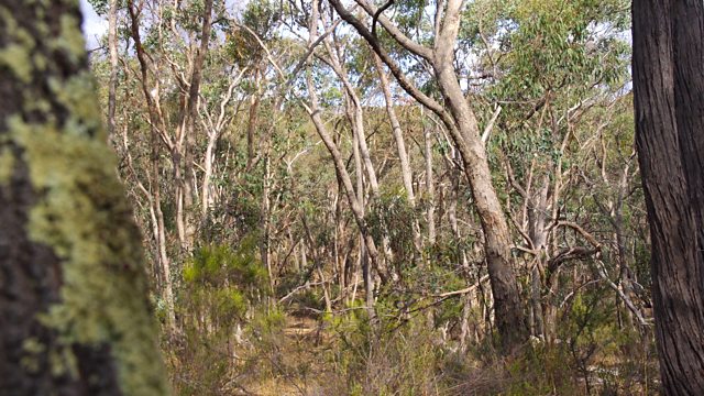 BBC Radio - Freeness, Improvising with the Australian outback