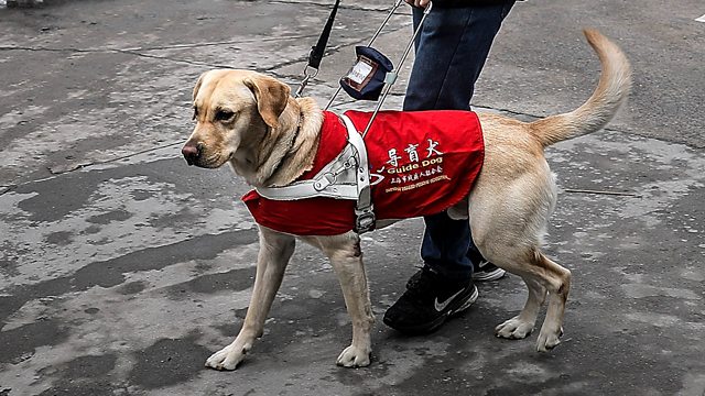 bbc guide dogs