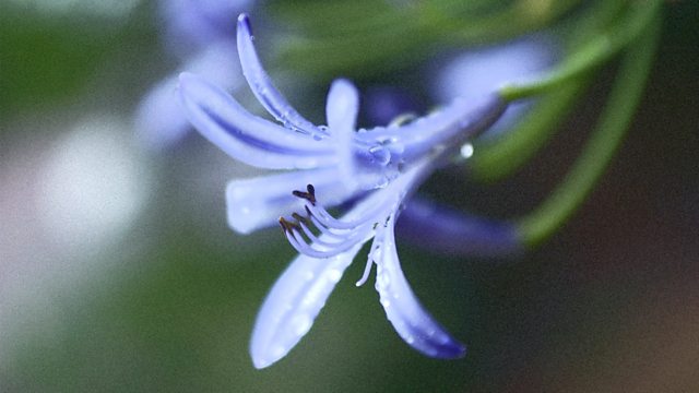 the blue flower penelope fitzgerald summary