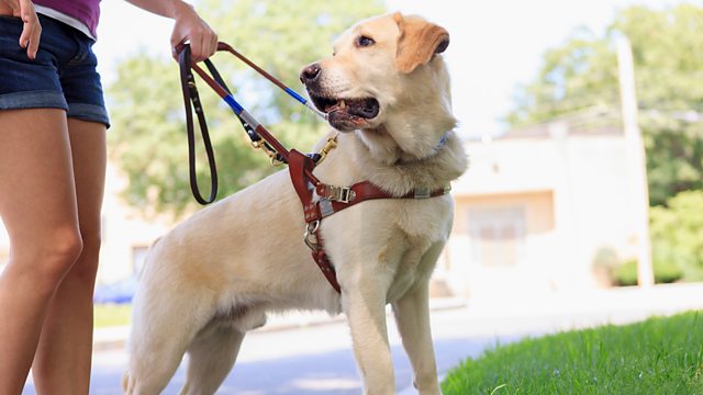 BBC Radio 4 - In Touch, Guide Dogs and 