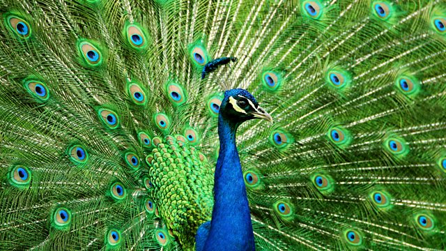 BBC Radio 3 - Experience Classical, Peacock Tales (Millennium Version)