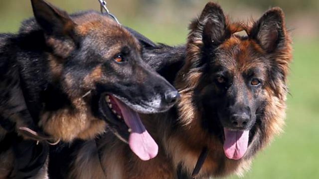 BBC World Service - Focus on Africa, Namibia trains dogs to sniff out ...