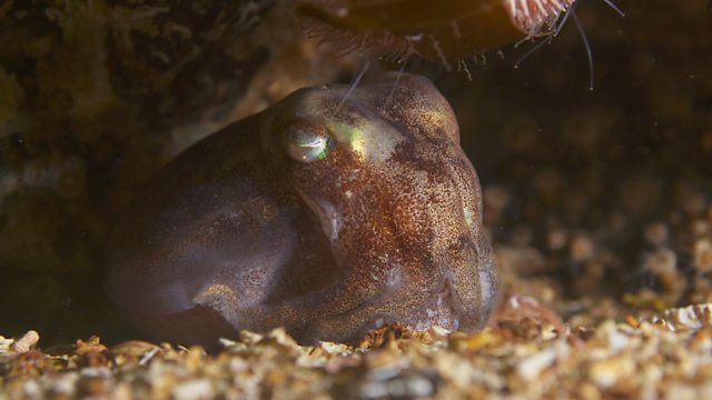 Free Online Underwater Photography / Filmmaking for Conservation Action  with Inka Cresswell - Girls Who Click