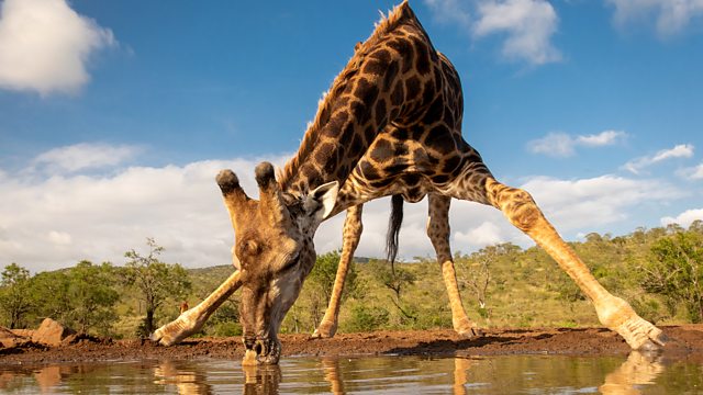 BBC Waterhole: Africa's Animal Series 1, Episode