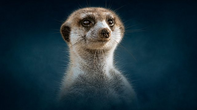 Meerkat Manor - Where to Watch and Stream - TV Guide