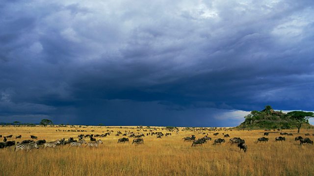 BBC Four - Insect Worlds