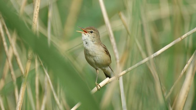 BBC Two - Springwatch