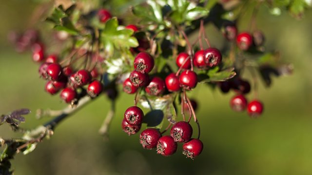 BBC Two - Autumnwatch