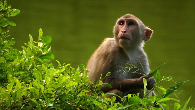 Bbc World Service Newsday Climate Change Forcing Monkeys Out Of Trees