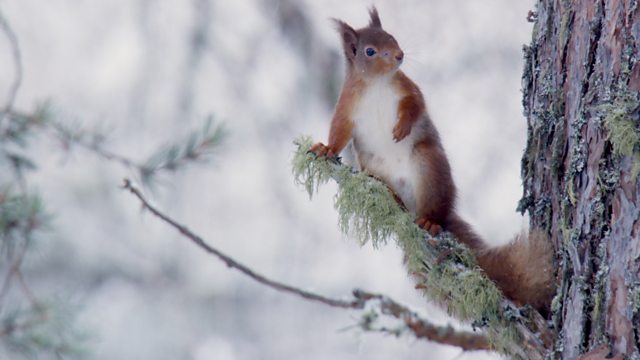 BBC Two - Winterwatch - Test your knowledge on the UK's birds of prey