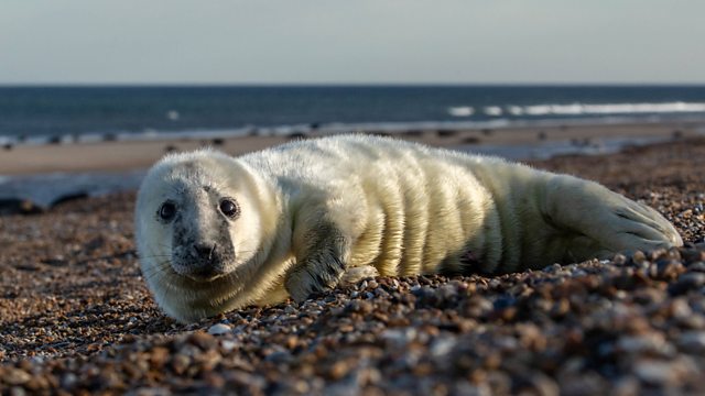 Assistir Beyond The Ocean – Episódio 05 Online