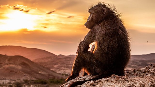 Best Monkey Moments  BBC Earth 