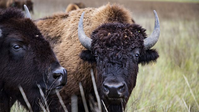 BBC Four - The Great American Buffalo, Series 1