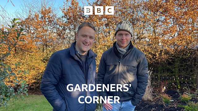 How to prune roses  BBC Gardeners World Magazine