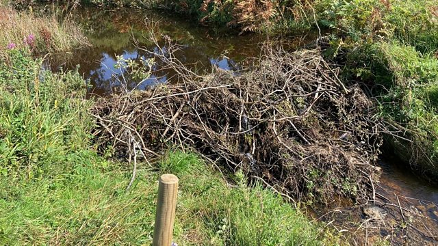 BBC Radio 4 - Radio 4 Appeal, Beaver Trust