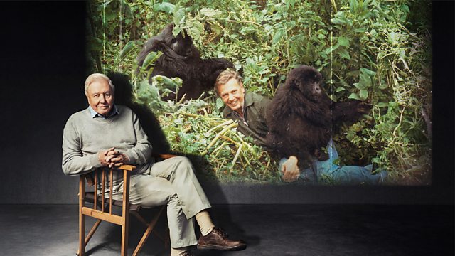 Sir David Attenborough sits on a wooden chair in a studio setting, wearing a light sweater and trousers, positioned beside a large projected image of his younger self in dense jungle foliage alongside gorillas. The historic wildlife scene fills the background, creating a contrast between the present‑day portrait and earlier fieldwork imagery.