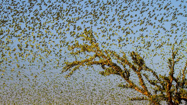 Bbc Two Wonders Of The Monsoon Deluge In Pictures Deluge Tree On The Bank Of The Mekong 3904