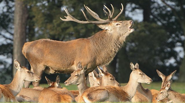 BBC Blogs - Springwatch - The deer rut