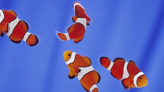 Vertebrates Classification GCSE Biology (Single